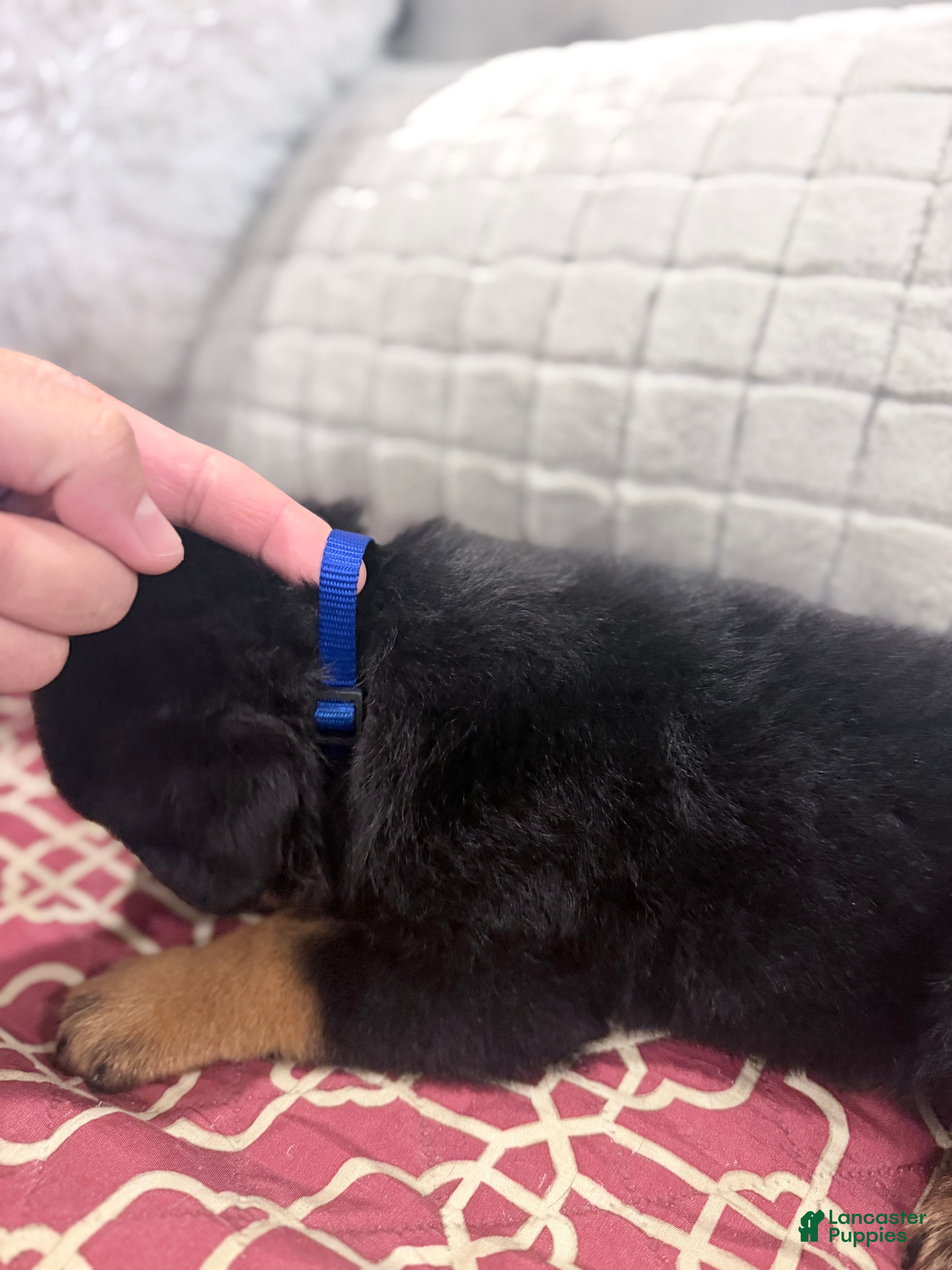 Rottweiler dogs Blue collar boy - Ad 2