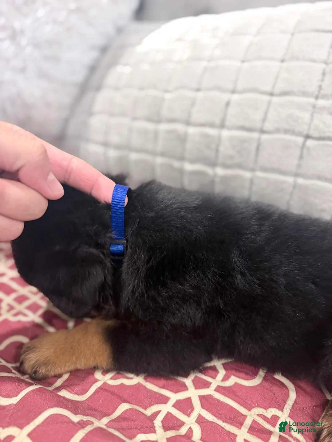 Rottweiler dogs for sale: Blue collar boy - Ad 2