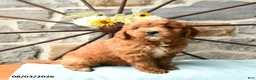 Mixed Breed dogs for sale: Laker - Ad 3