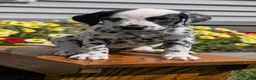 Dalmatian dogs for sale: Willow  - Ad 5