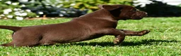 Labrador Retriever dogs for sale: Chico - Ad 4