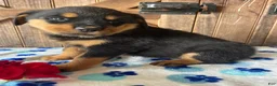 Rottweiler dogs for sale: Blossom - Ad 1