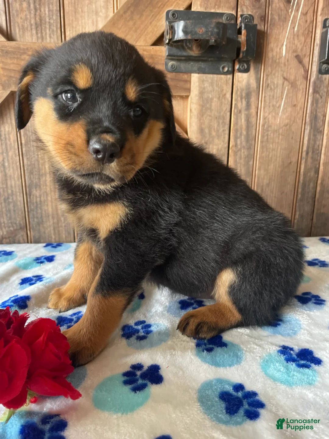 Rottweiler dogs for sale: Blossom - Ad 1