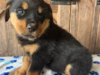 Rottweiler dogs Blossom - Ad 38