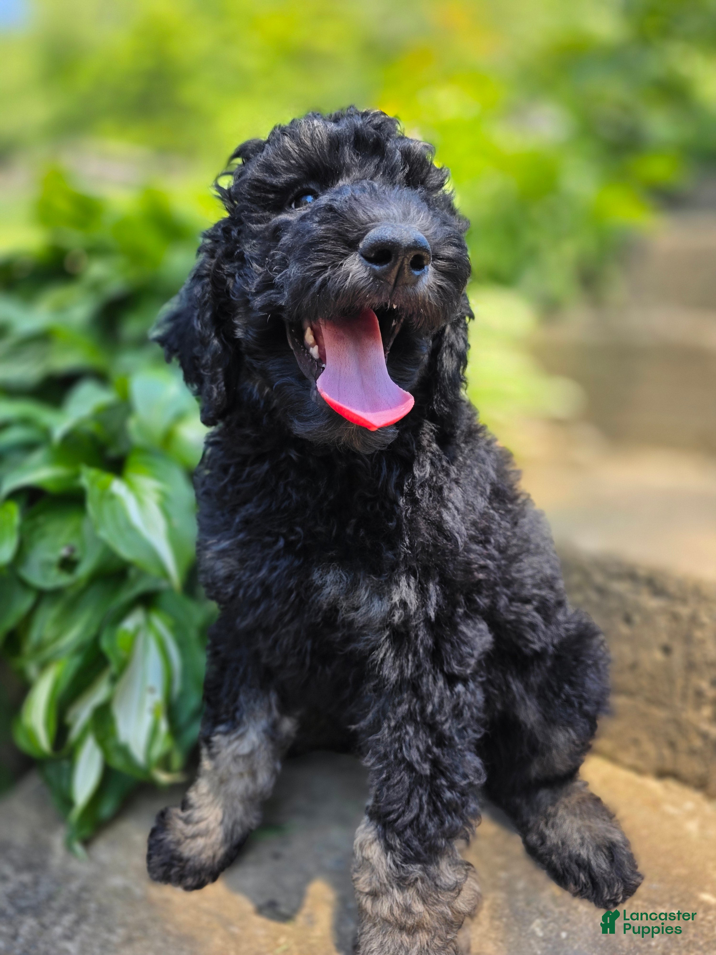 Standard Poodle dogs Francesca - Ad 2
