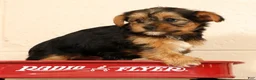 Yorkshire Terrier dogs for sale: Olive - Ad 7