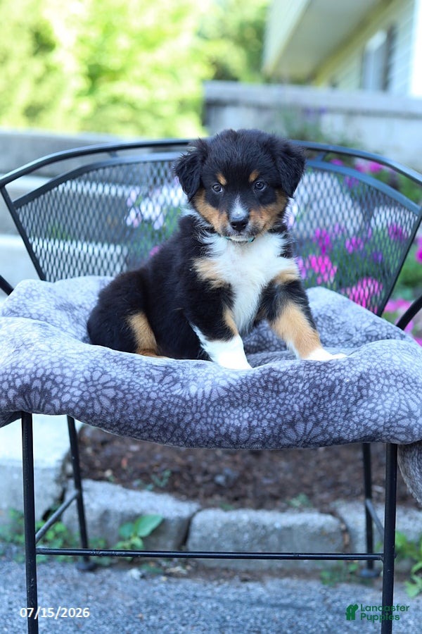 Australian Shepherd dogs Ranger - Ad 2