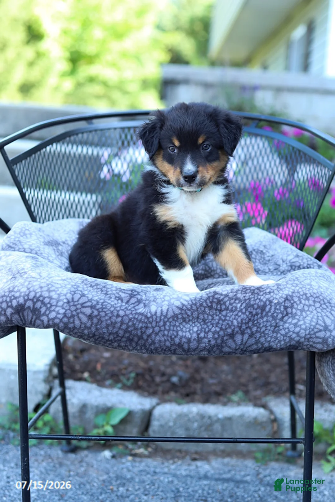 Australian Shepherd dogs for sale: Ranger - Ad 2