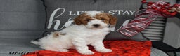 Toy Poodle dogs for sale: Tinsel - Ad 1