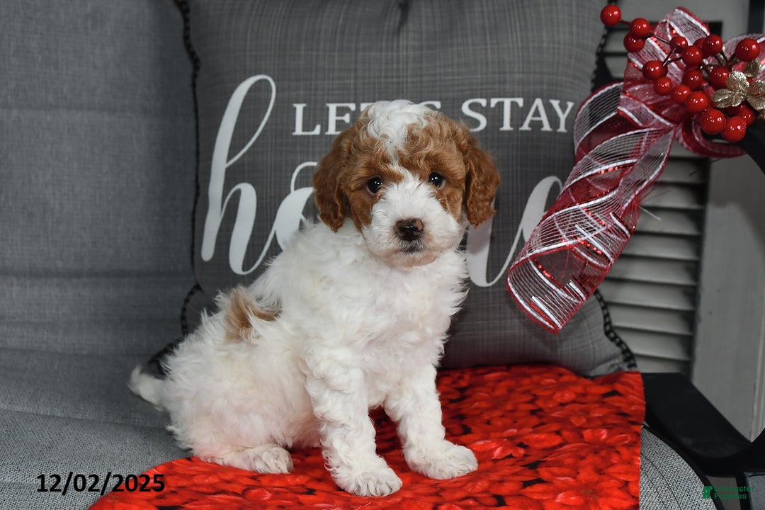 Toy Poodle dogs for sale: Tinsel - Ad 1