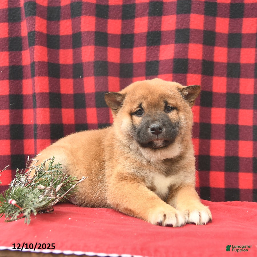 Shiba Inu dogs Rusty  - Ad 18