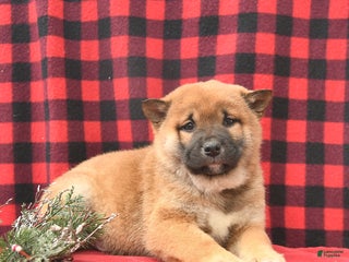 Shiba Inu dogs Rusty - Ad 18