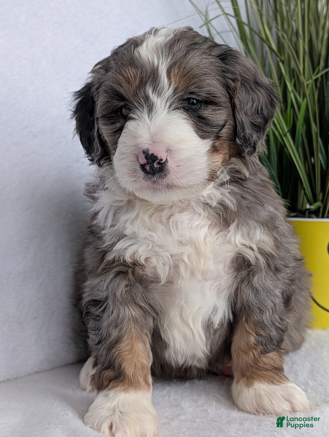 Mini Bernedoodle dogs for sale: Mini Bluey - Ad 11