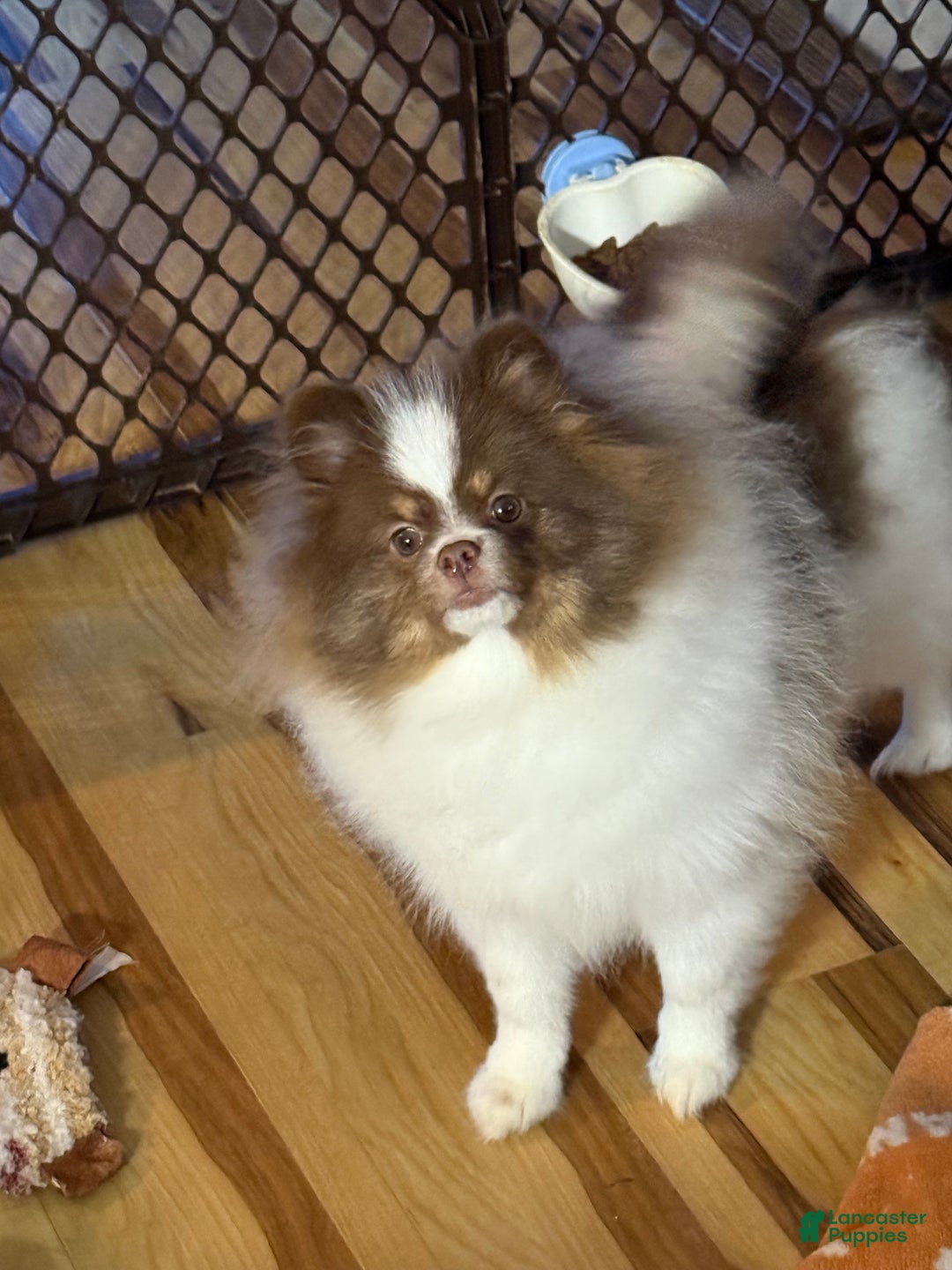 Pomeranian dogs for sale: Pomeranian Puppy 1 - Ad 2