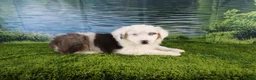 Miniature Australian Shepherd dogs for sale: Irene - Ad 23