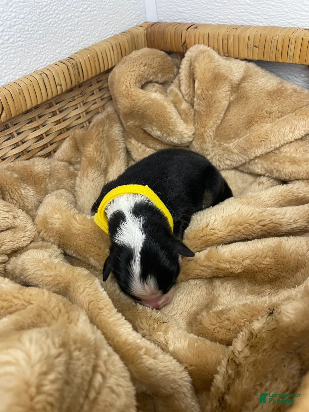 Australian Shepherd dogs for sale: Australian Shepherd- Chloe  - Ad 2