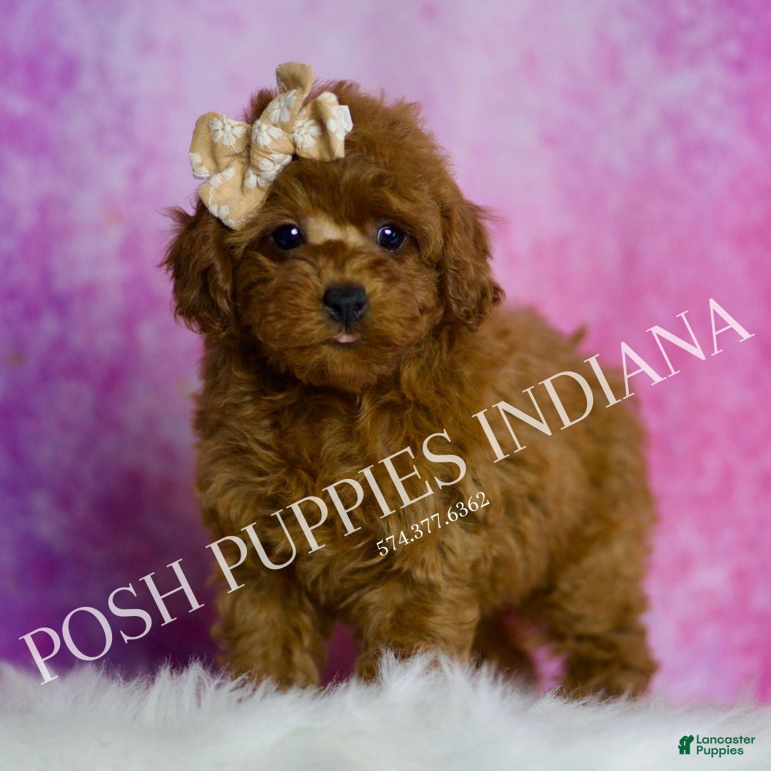 Toy Poodle dogs for sale: Sunshine - Ad 6