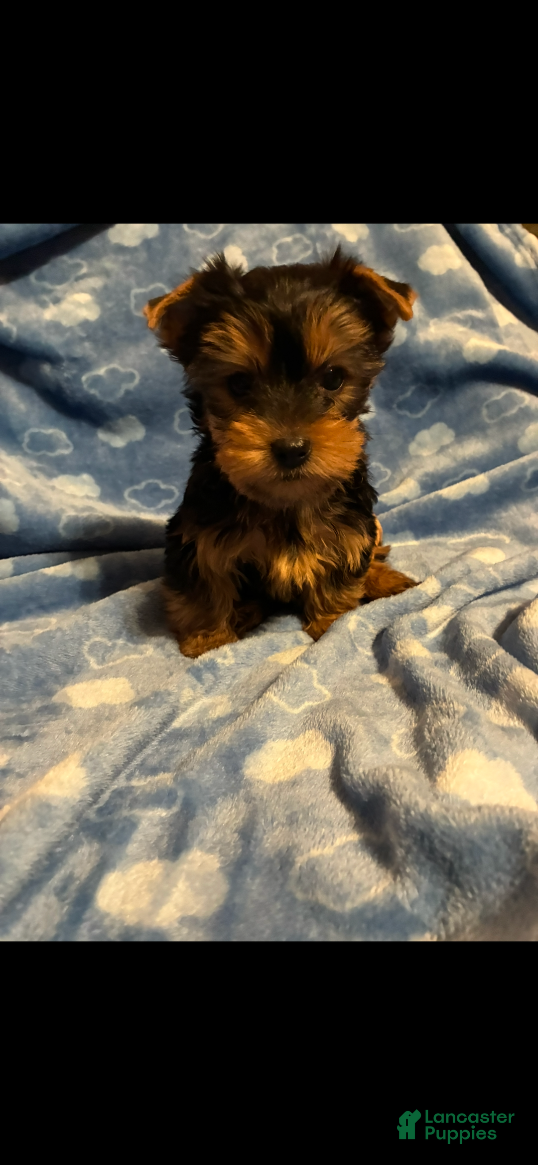 Yorkshire Terrier dogs for sale: Yorkshire Terrier Puppy 1 - Ad 3