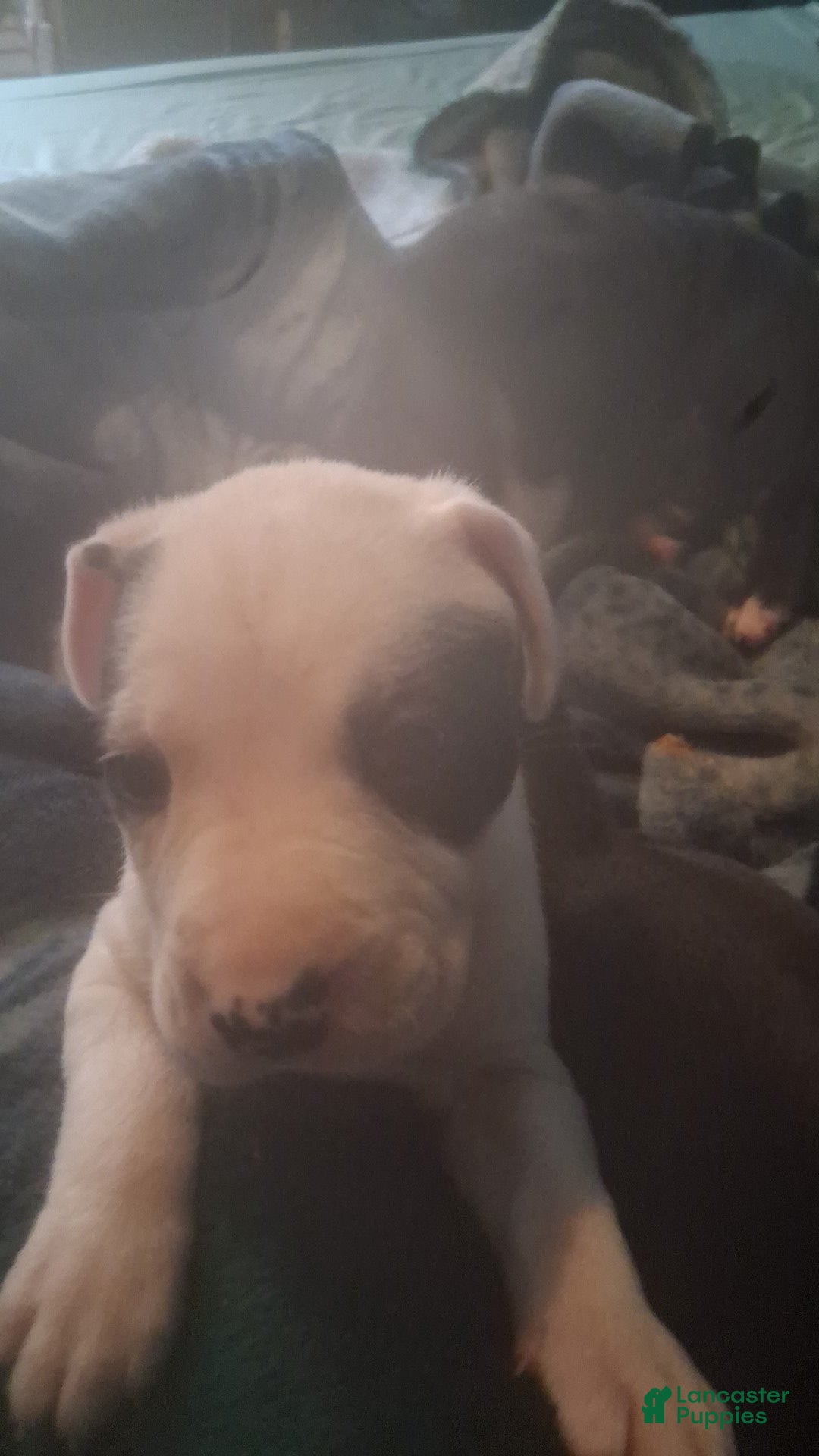 Mixed Breed dogs Male puppy 3 - Ad 2