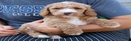 Goldendoodle dogs for sale: Tyson  - Ad 4