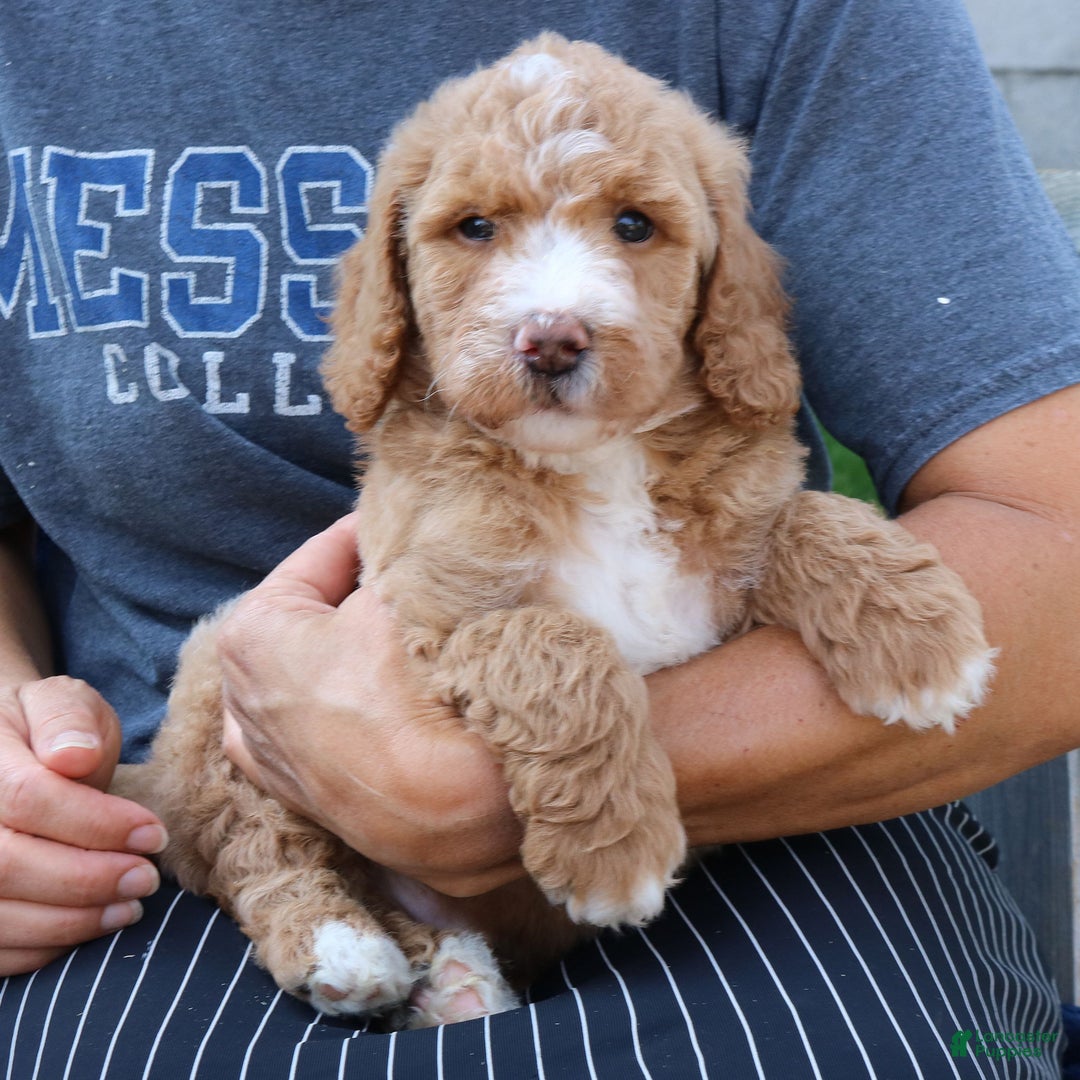 Goldendoodle dogs for sale: Tyson  - Ad 4