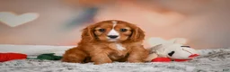Cavapoo dogs for sale: DUKE - Ad 9