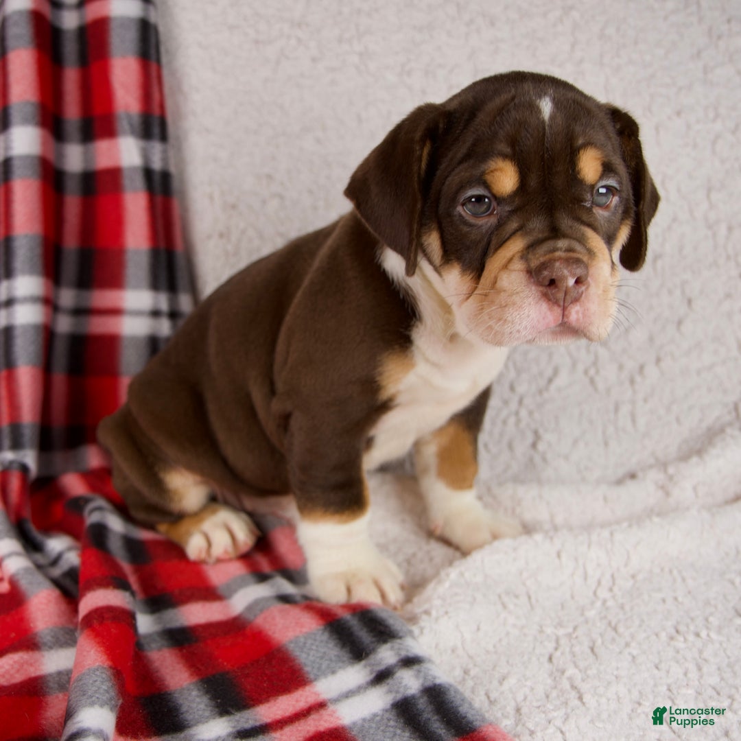 Mixed Breed dogs for sale: Twilight - Ad 4