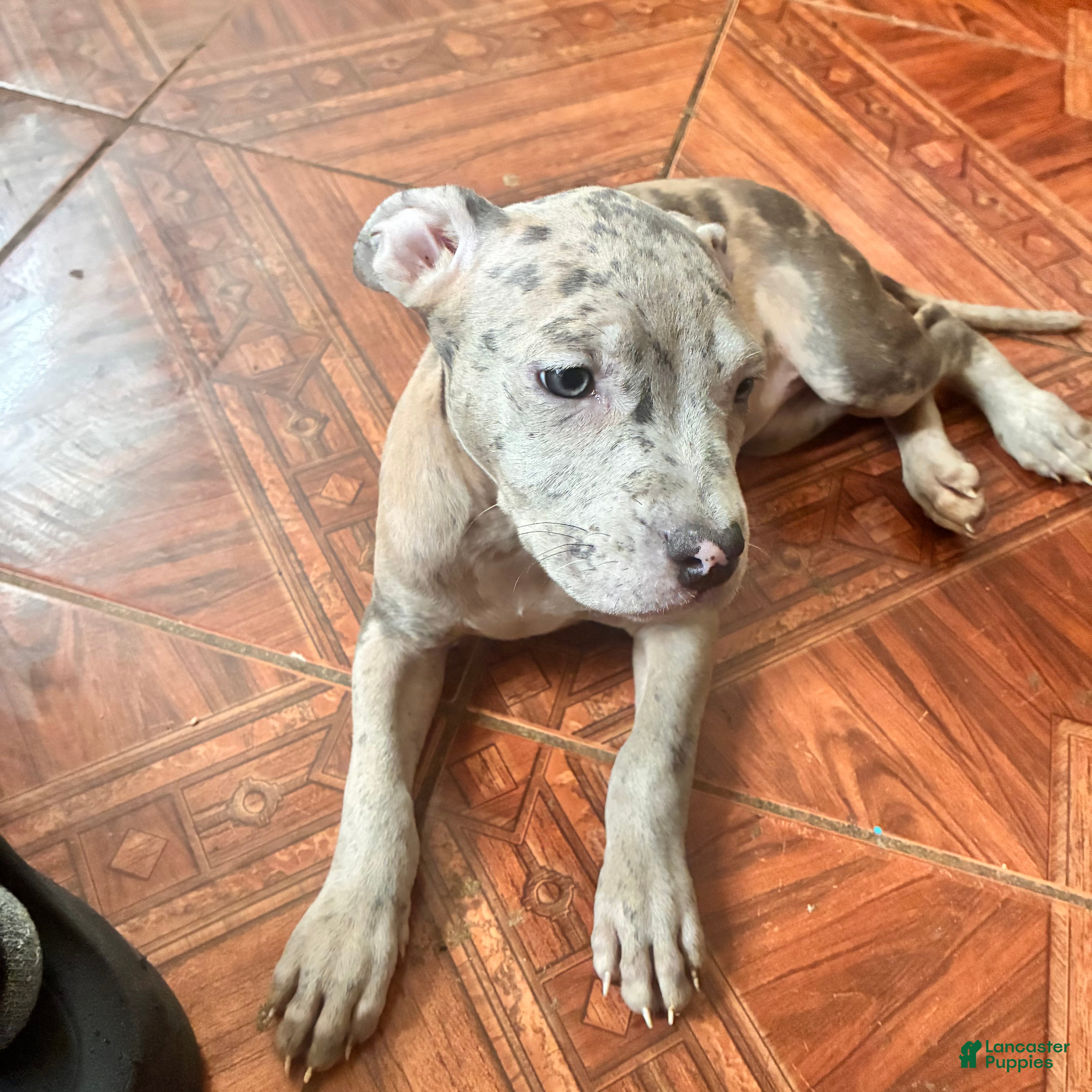 Mixed Breed dogs Mixed Breed 4 - Ad 1