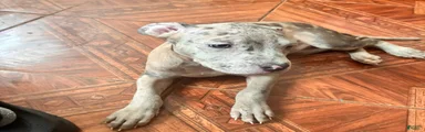 Mixed Breed 4