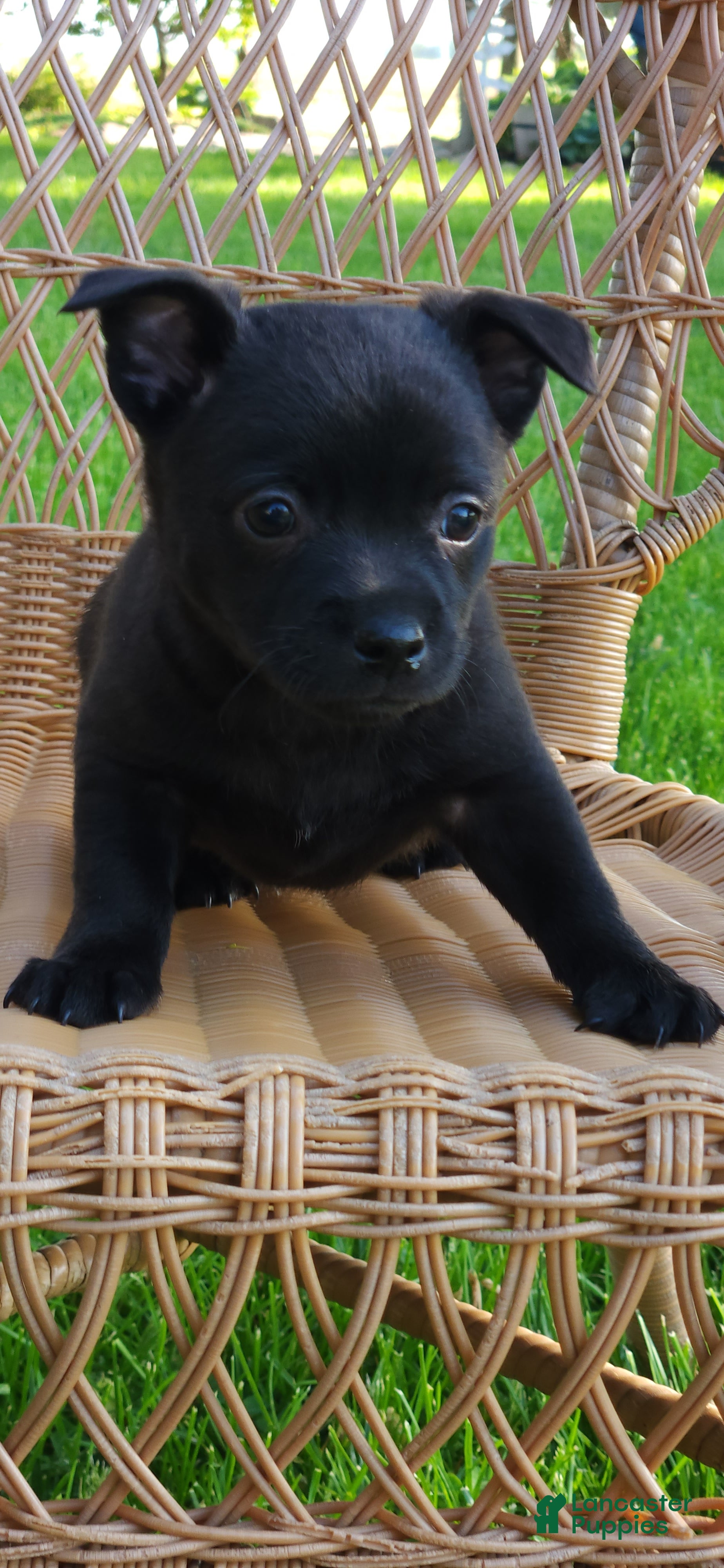 Chihuahua dogs Dusten - Ad 29