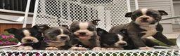 Boston Terrier dogs for sale: Lola  - Ad 5