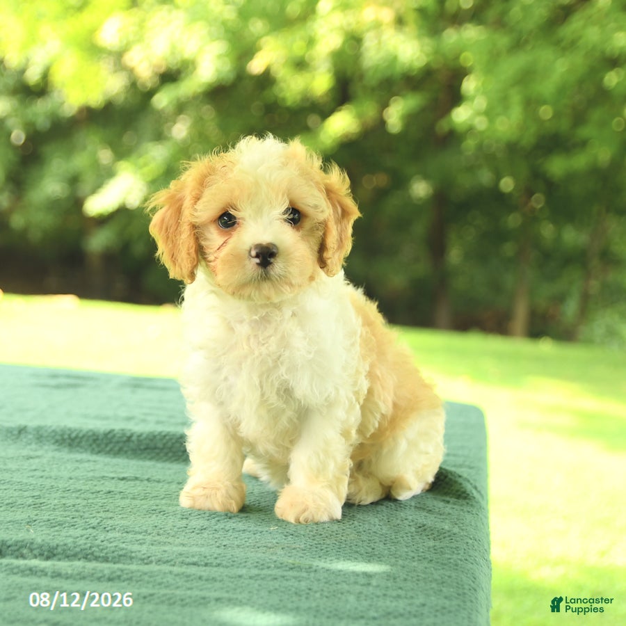Cavapoo dogs Macy - Ad 2