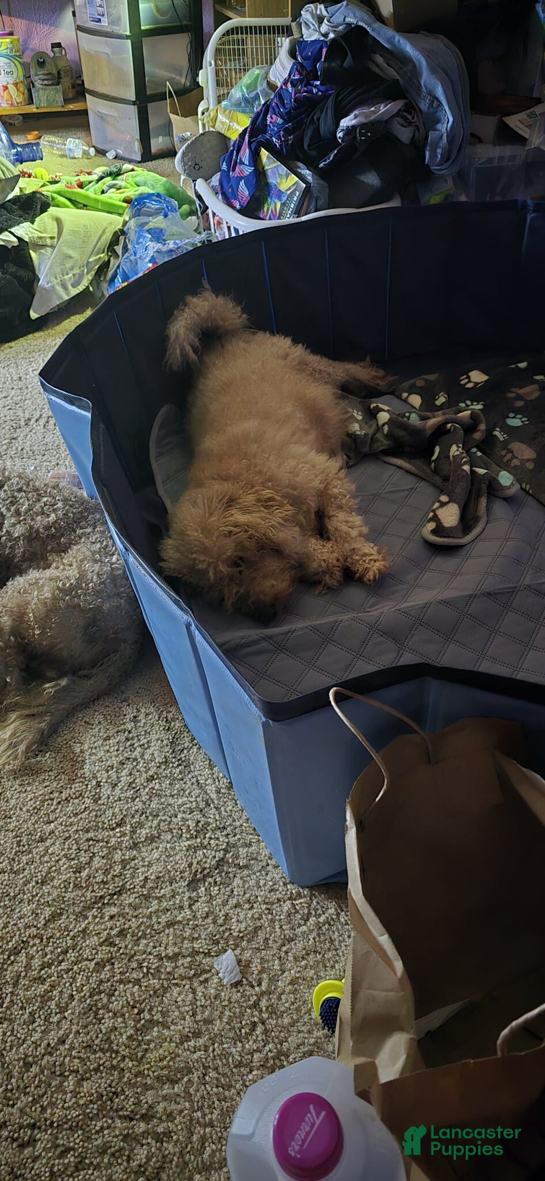 Mini Goldendoodle dogs for sale: Mini Goldendoodle Puppy 1 - Ad 4