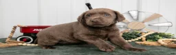 Labrador Retriever dogs for sale: Bubbles - Ad 2