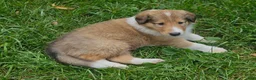 Collie dogs for sale: Girl - Ad 1