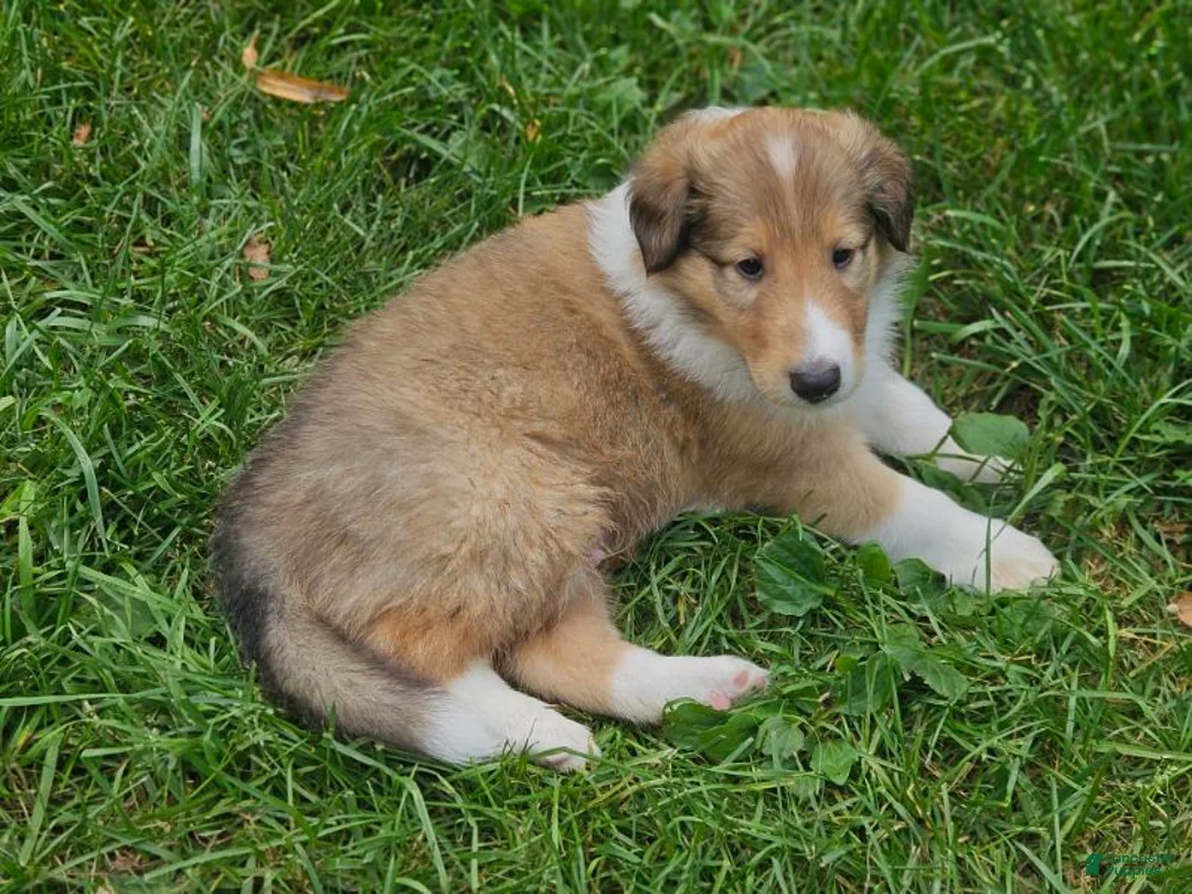 Collie dogs for sale: Girl - Ad 1