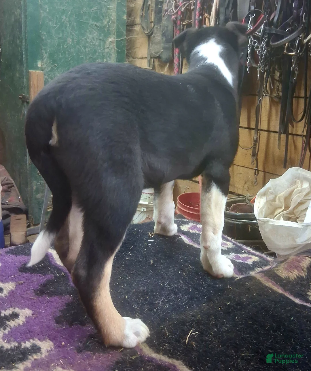 Border Collie dogs for sale: Border Collie Puppy 1 - Ad 13