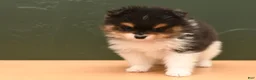 Pomeranian dogs for sale: Milo - Ad 1
