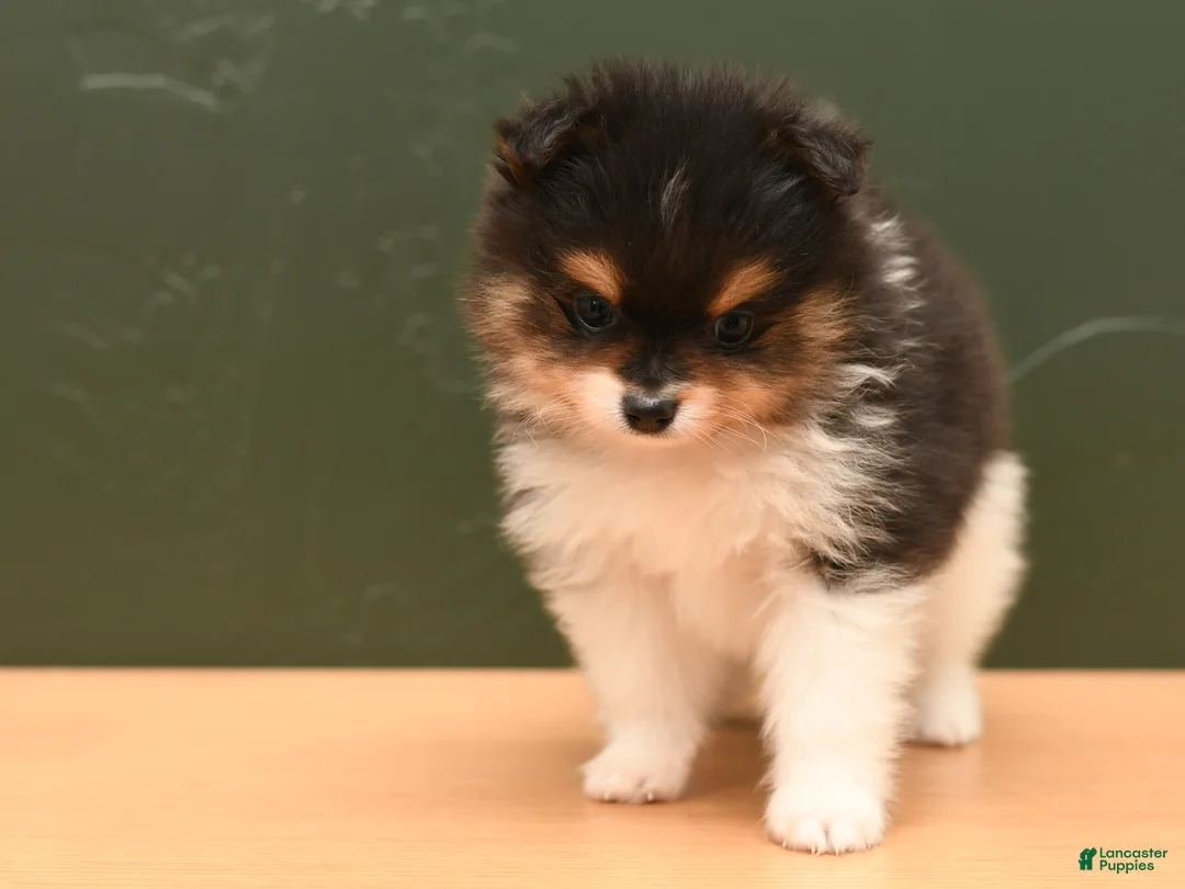 Pomeranian dogs for sale: Milo - Ad 1