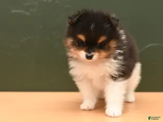 Pomeranian dogs for sale: Milo - Ad 3