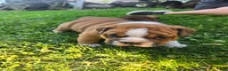 English Bulldog dogs for sale: Winston Churchill Bishop - Ad 2