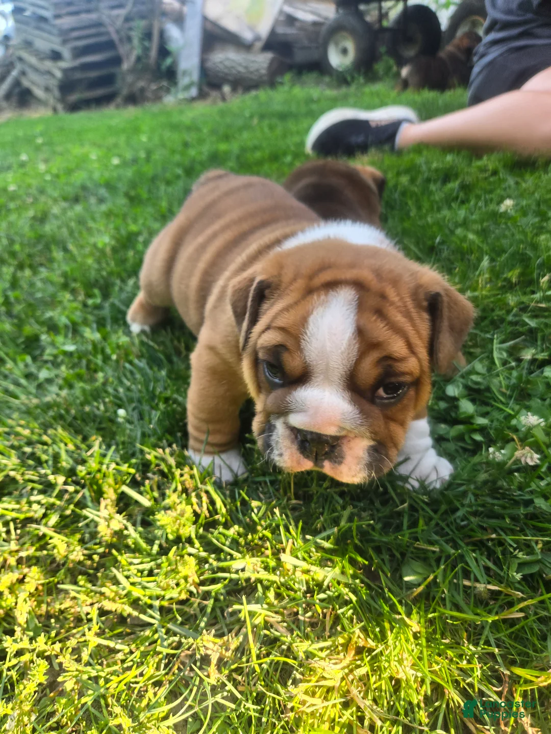 English Bulldog dogs for sale: Winston Churchill Bishop - Ad 2