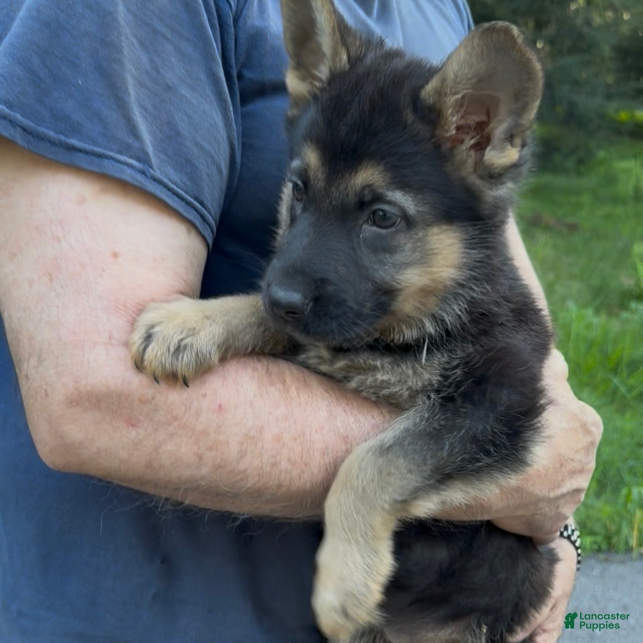 German Shepherd dogs URSULA - Ad 2