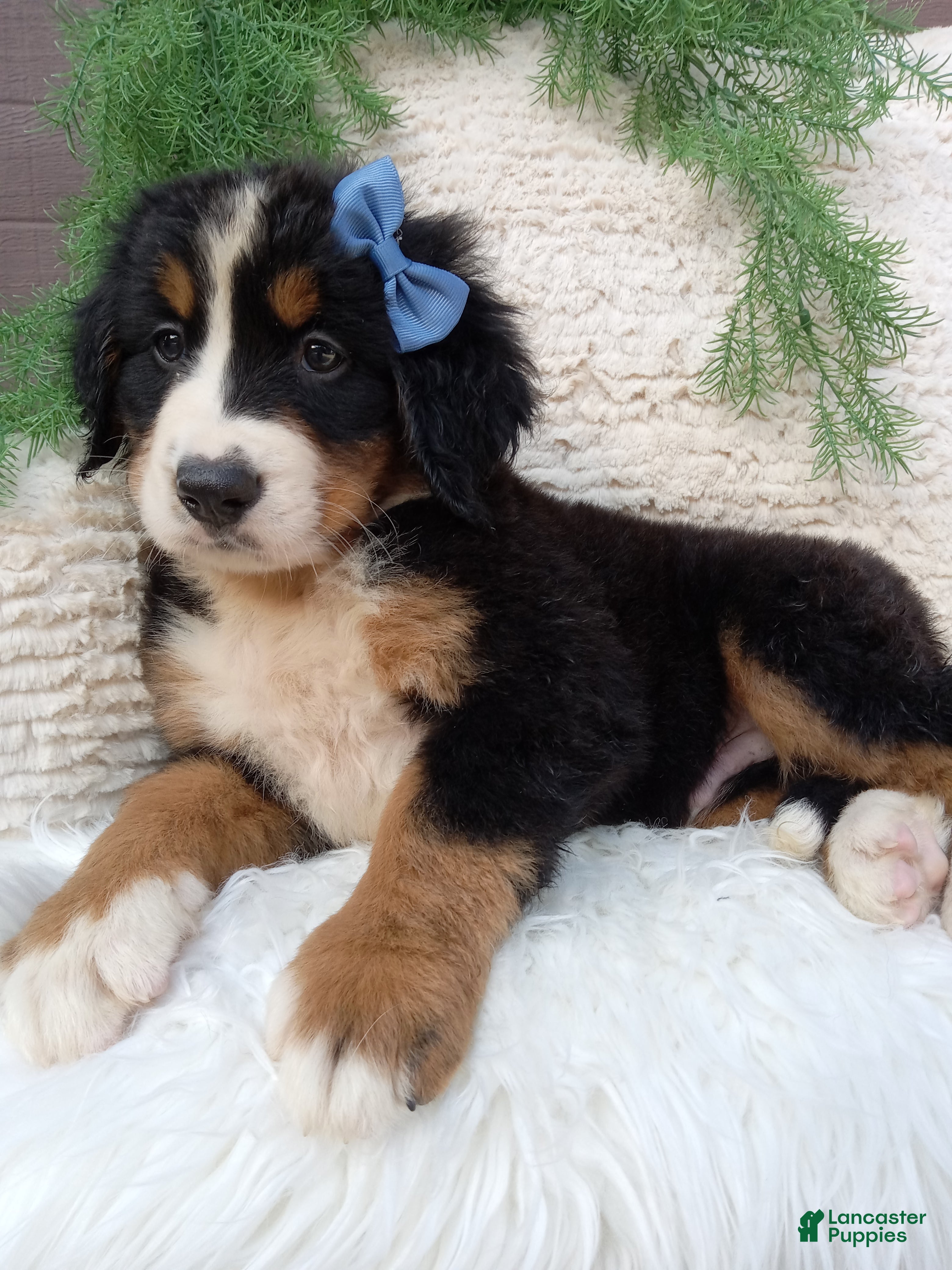 Bernese Mountain Dog dogs Champ - Ad 2