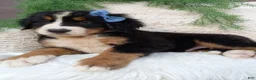 Bernese Mountain Dog dogs for sale: Champ - Ad 2