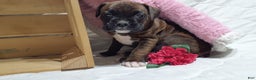 Boxer dogs for sale: Snickers  - Ad 3