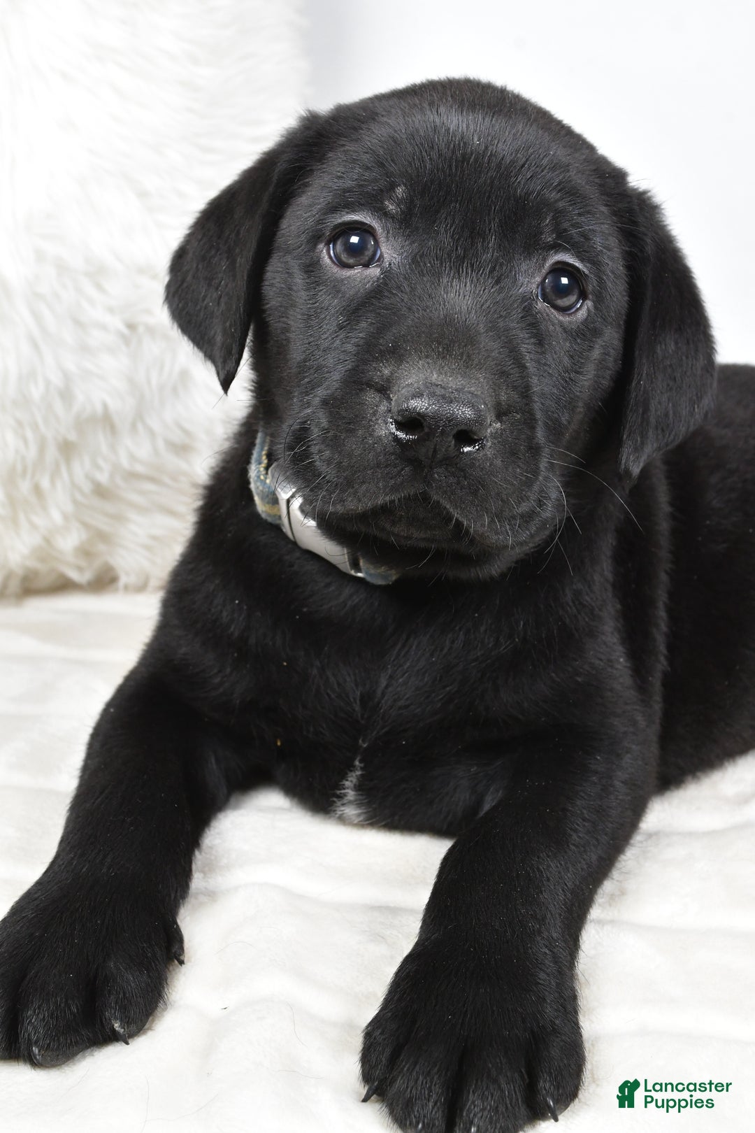 Labrador Retriever dogs for sale: Max - Ad 8