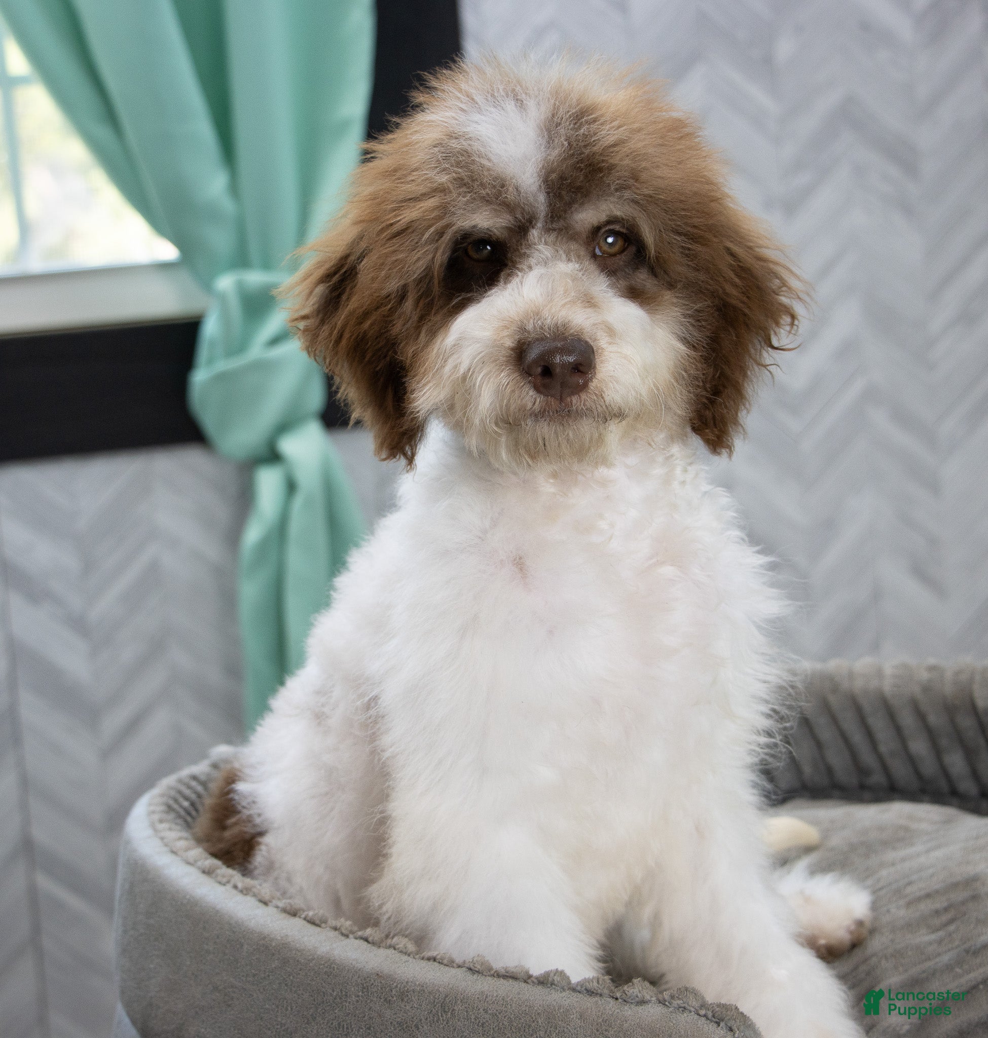 Mini Bernedoodle dogs for sale: Mocha Trained  - Ad 2