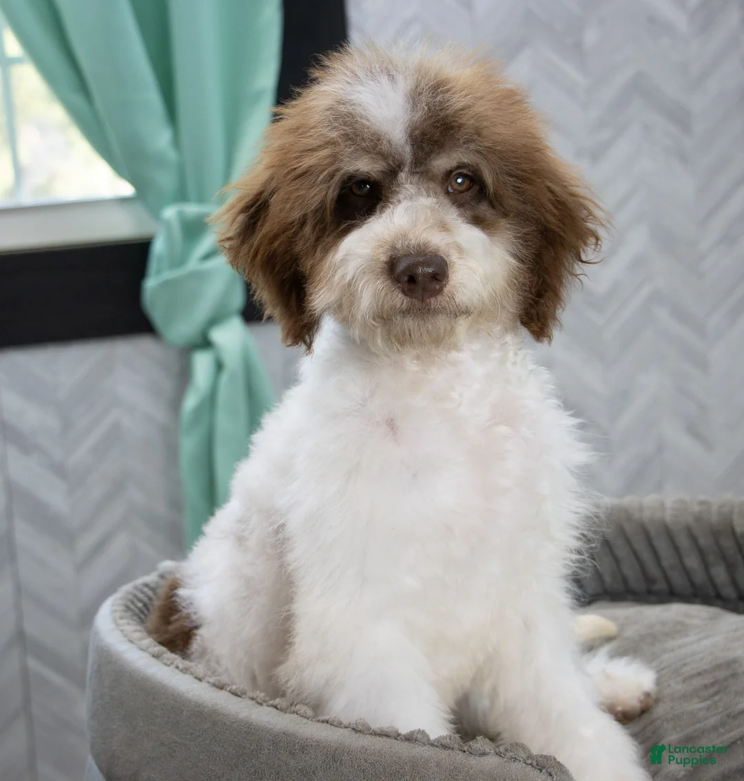 Mini Bernedoodle dogs for sale: Mocha Trained  - Ad 2
