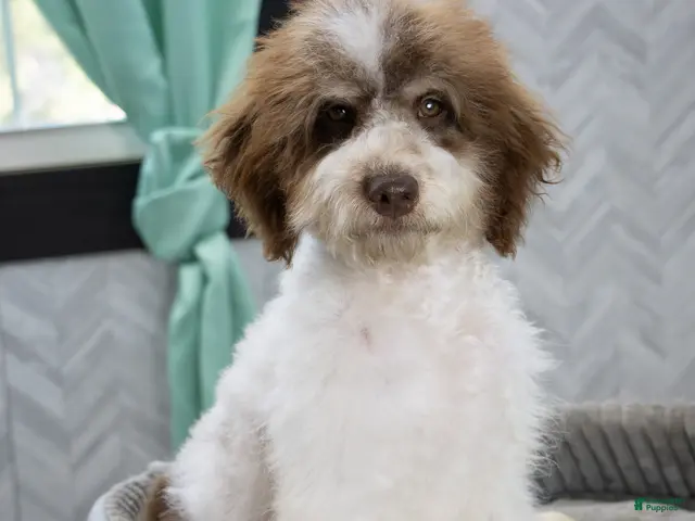 Mini Bernedoodle dogs for sale: Mocha Trained - Ad 2